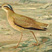 Cream-colored Courser